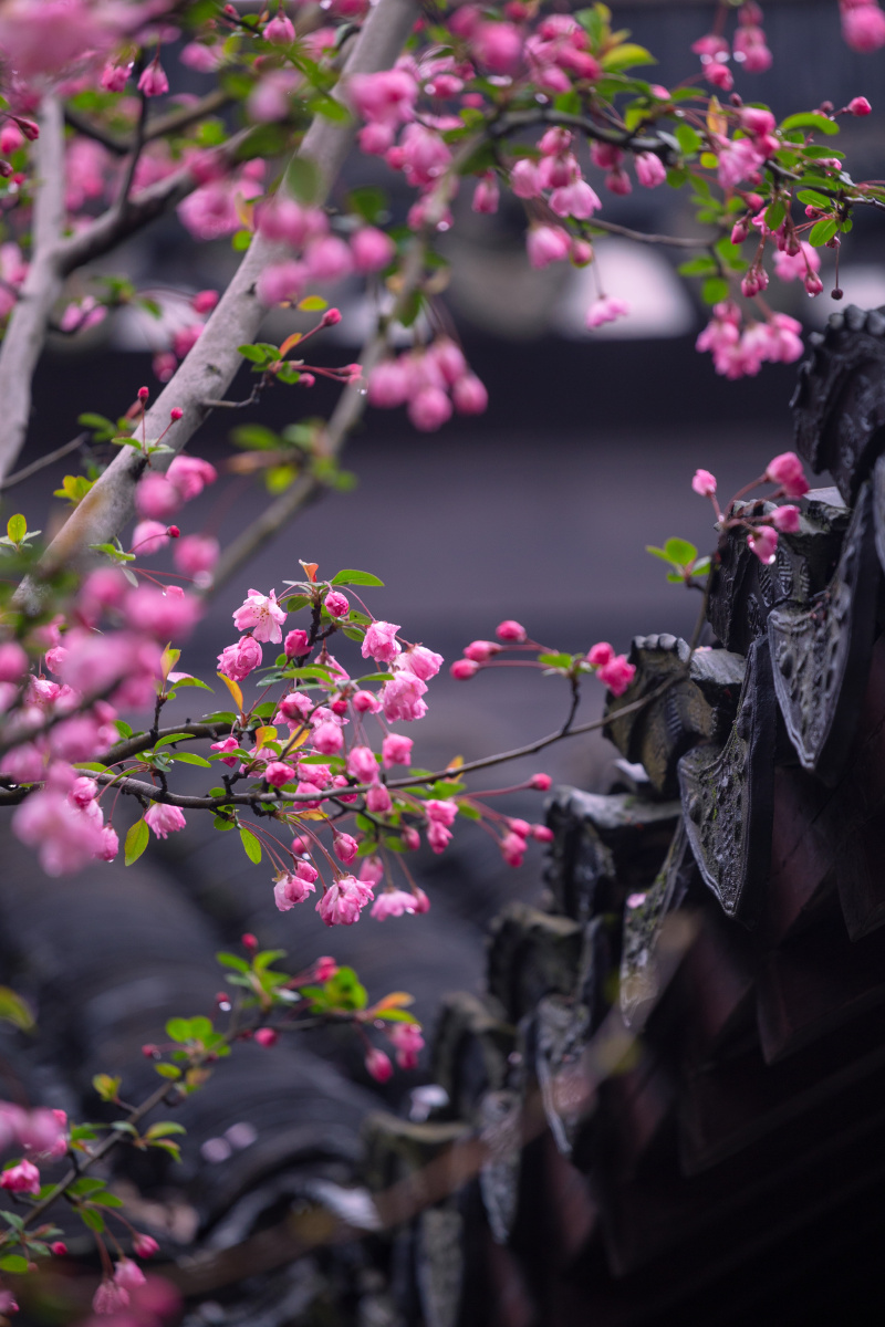 燕园海棠北燕归衔春来海棠一树满庭芳