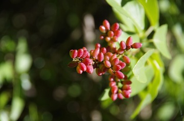_IGP3407