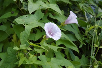 _IGP3426