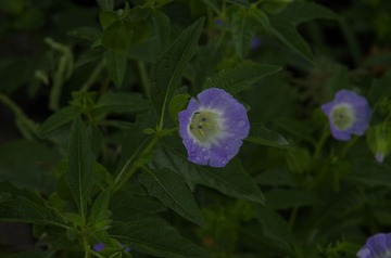 _IGP3756
