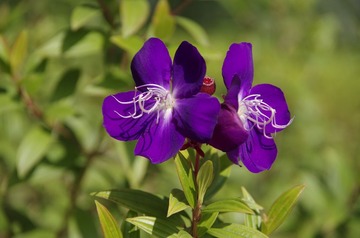 _IGP4667