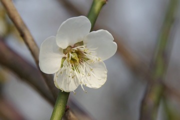 _IGP4732