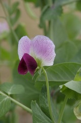 _IGP4919