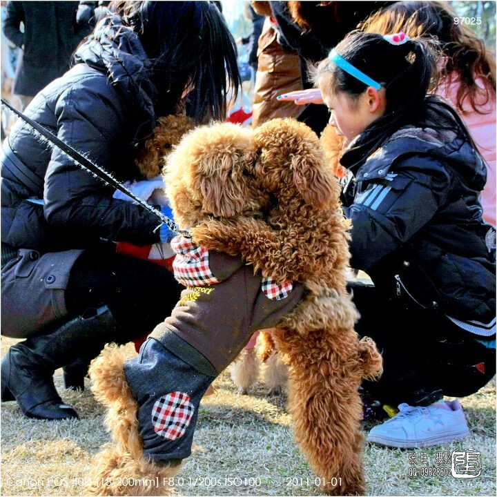 狗狗聚会<br />
