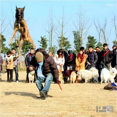 狗狗聚会