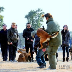 狗狗聚会