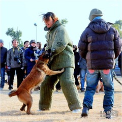 狗狗聚会