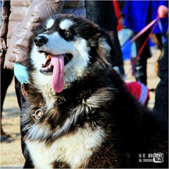 狗狗聚会