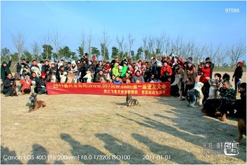 狗狗聚会