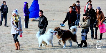 狗狗聚会