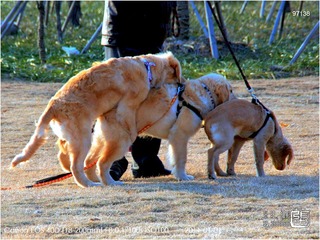 狗狗聚会