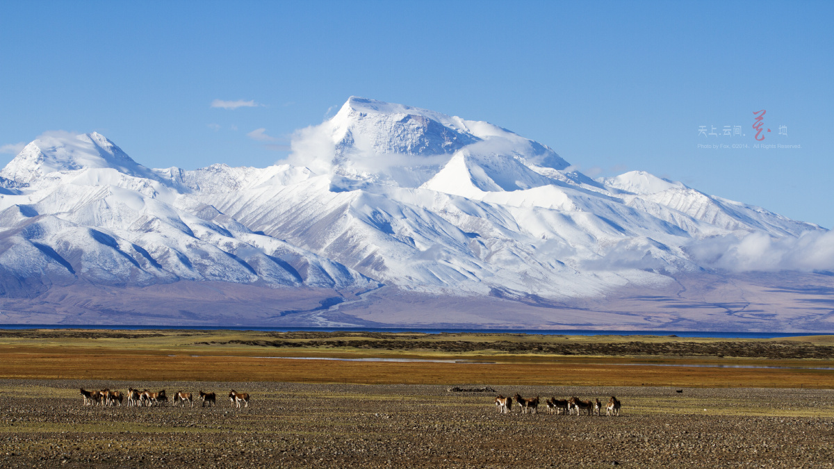 纳木纳尼峰脚下的野毛驴