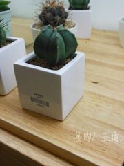 多肉？五角。