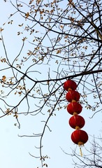 灯笼串串红
