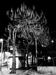 R0089832