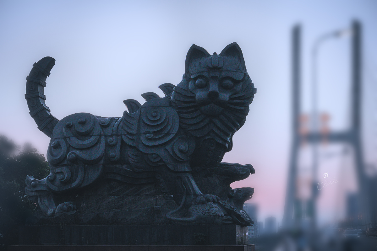 八一大桥的黑猫