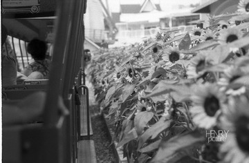 IMG-9000-25282-120