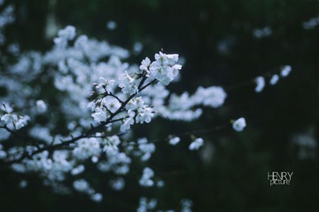 IMG-135126385000