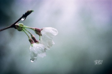 IMG-135126325000