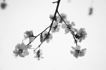 zsxc-3371