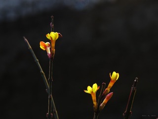 IMG_1117_