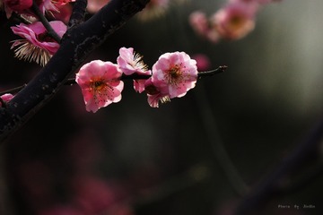 IMG_1469_