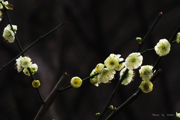 IMG_1470_