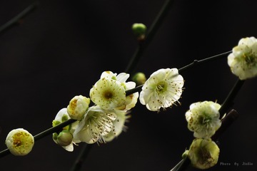 IMG_1471_