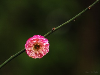 IMG_1489_
