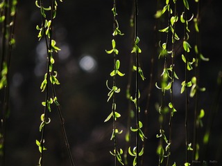 IMG_1529_