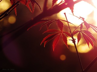 IMG_1966111_