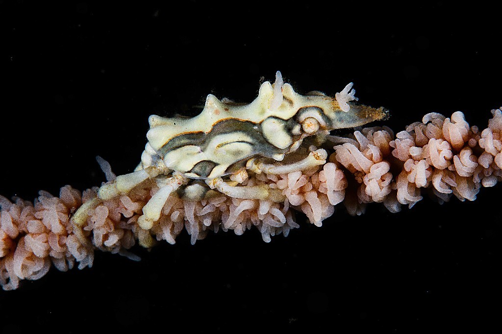 Xeno Crab 