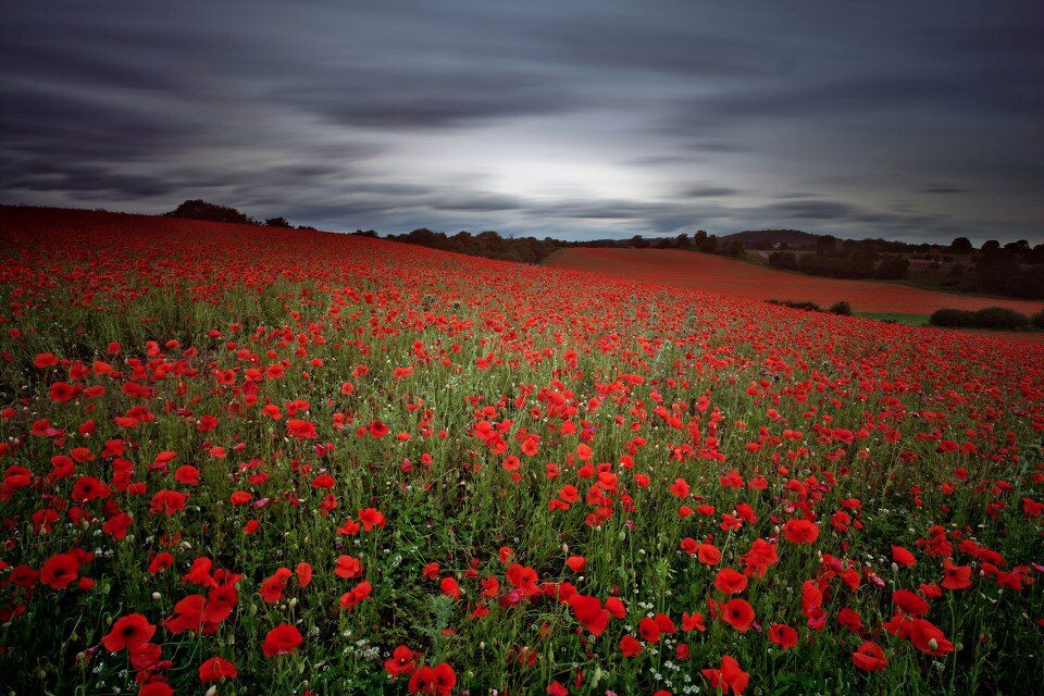 Poppy Flower Field<br />