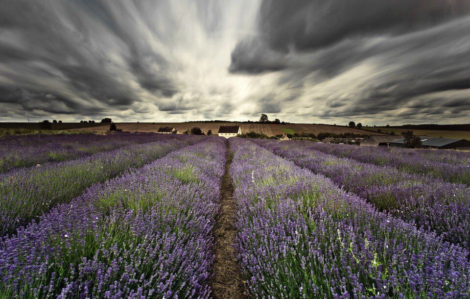 Cotswold Lavender Field<br />