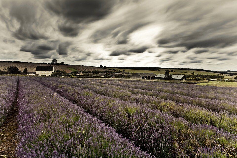 Cotswold Laveder Field<br />