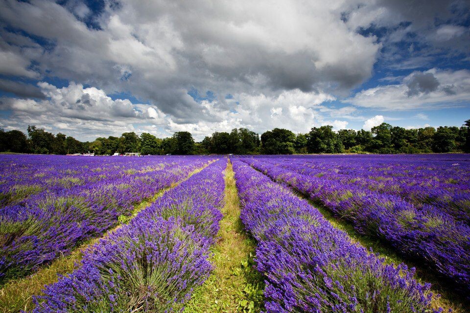 Mayfield Lavender Field<br />