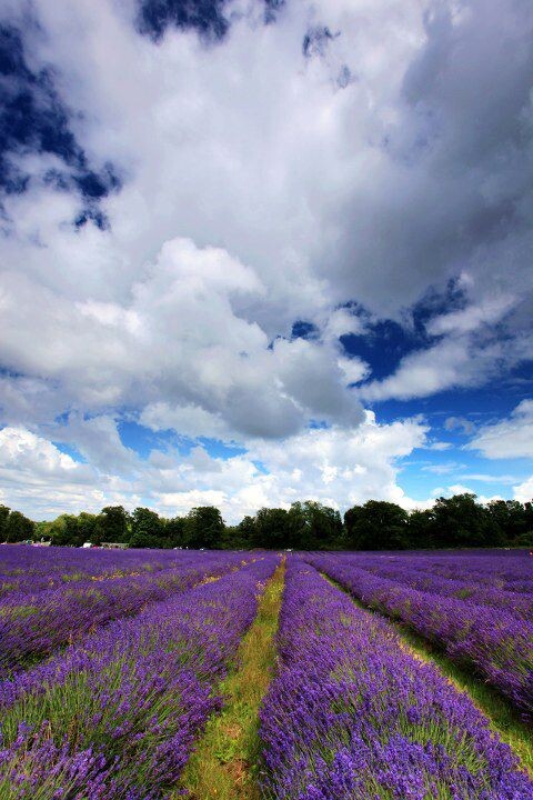 Mayfield Lavender<br />