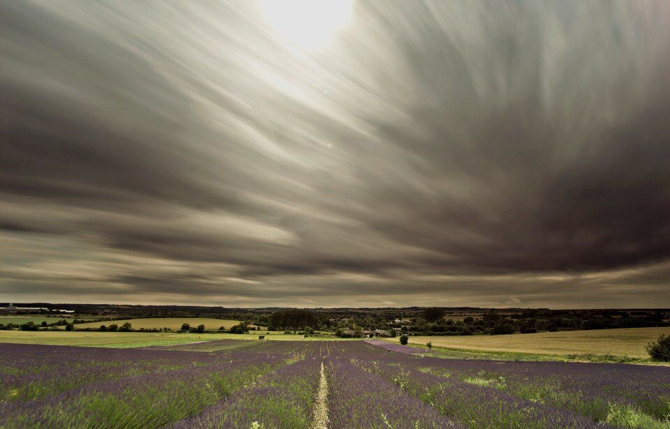 Hitchin Lavender<br />