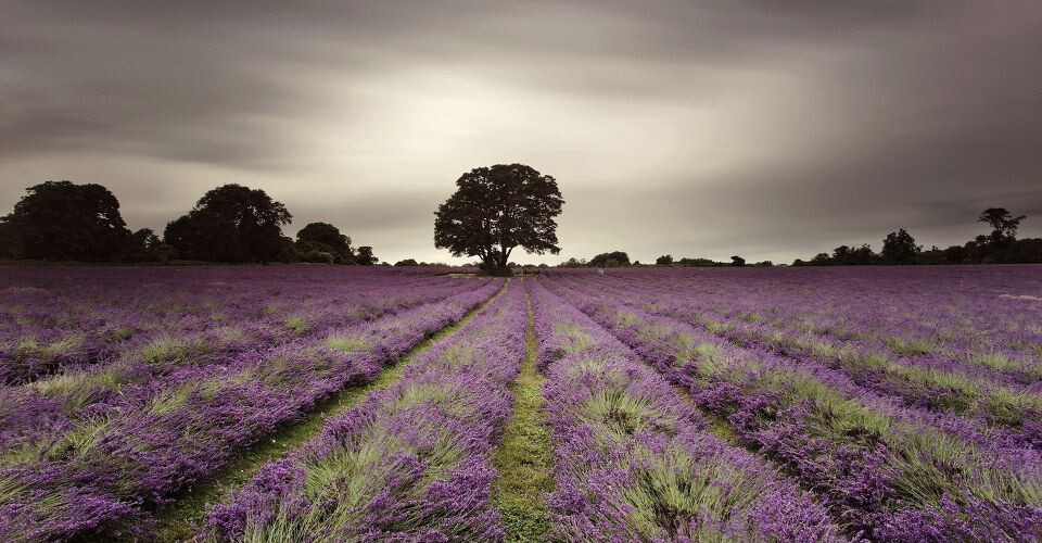 Mayfield Lavender<br />