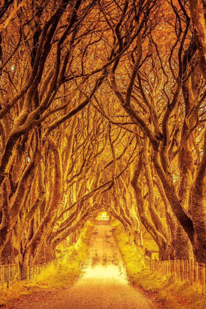 Dark Hedges,Amoy<br />
