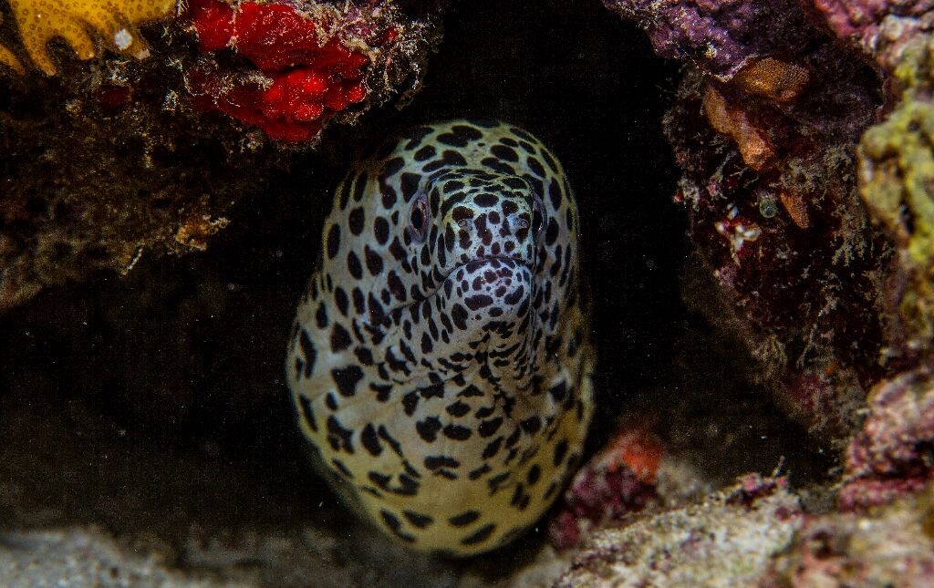 Blackspotted Moray