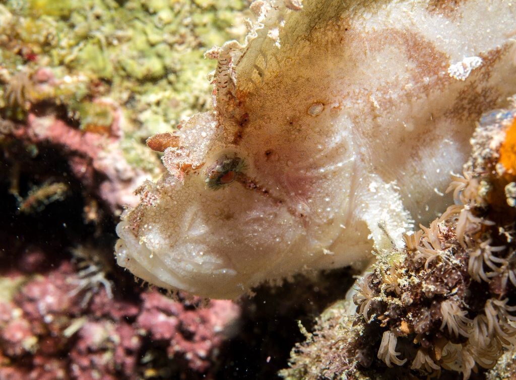 Leaf Scorpionfish-White Variation