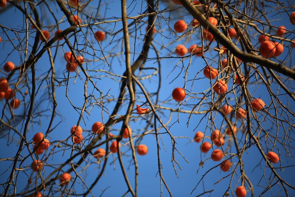 纯试镜照一张，jpeg直出，Leica Apo R70-180