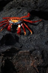 Sally Lightfoot Crab