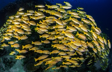 A school of snappers