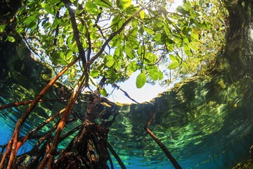 Mangrove，Raja Ampat