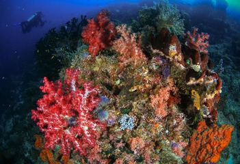 Coral Reef，Raja Ampat