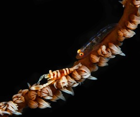 coral shrimp with goby