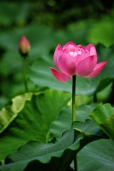 荷