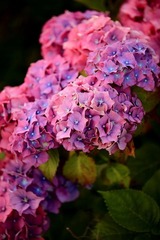 八仙花